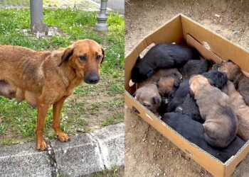 “Abandoned Dog Miraculously Finds Its Way Back Home”