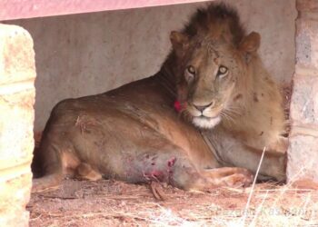 “Taming Instinct: When a Boy Touched the Heart of a Lion”