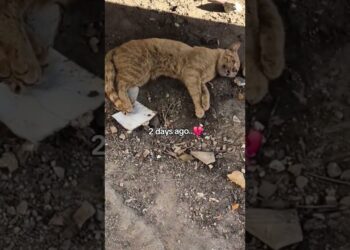 Dying kitten, abandoned by the roadside, was bitten by flies as he struggled to crawl for survival