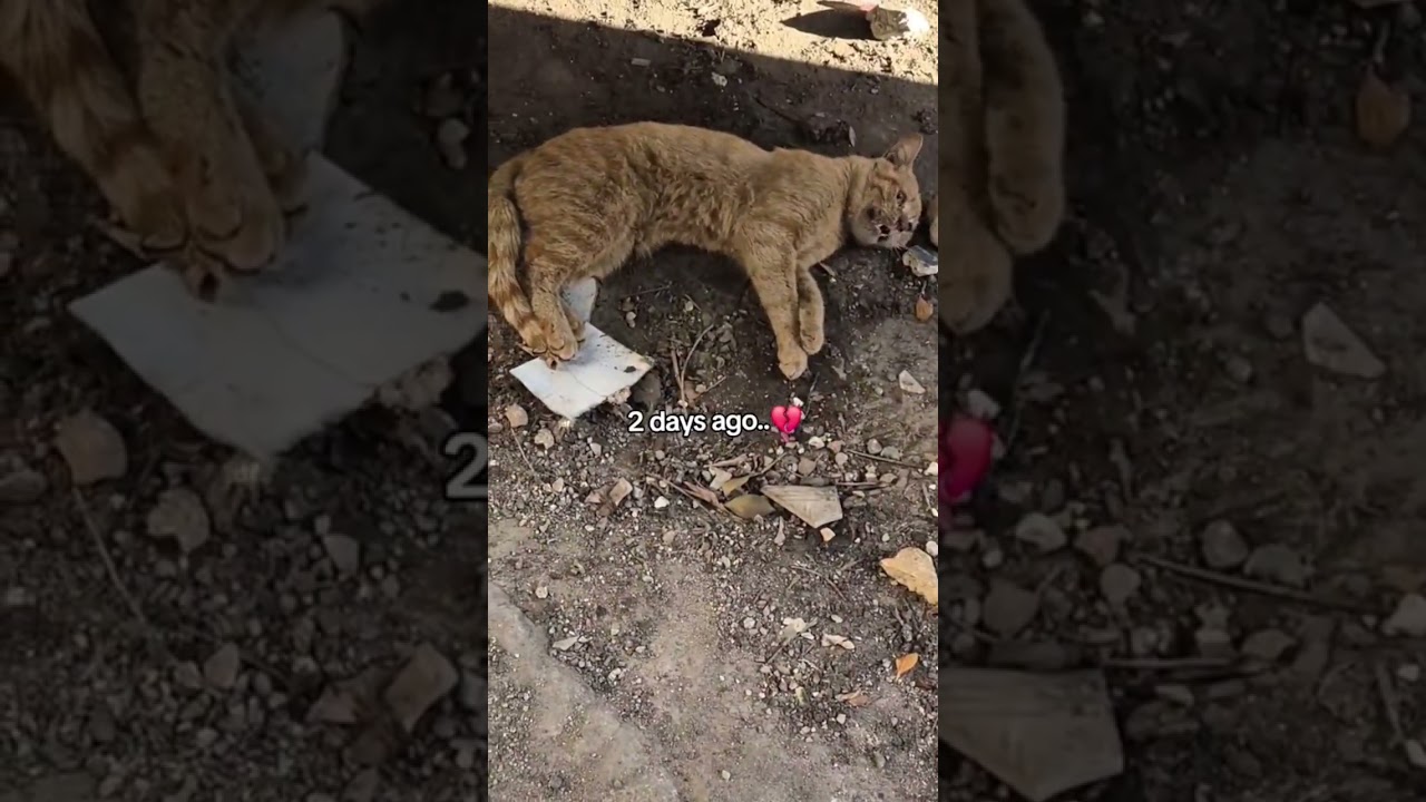 Dying kitten, abandoned by the roadside, was bitten by flies as he struggled to crawl for survival