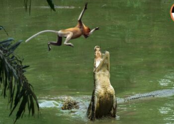 “Goodbye Circus – Back to Nature”