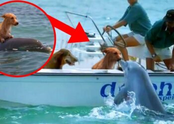 “The Silent Hero of the Ocean”