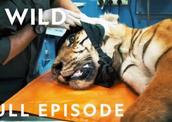 “The Unbelievable Adventure of Pi”