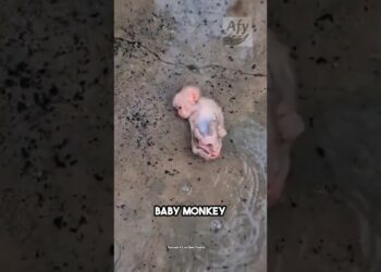 “The Wild Boy: Raised by Monkeys in the Heart of the Jungle”