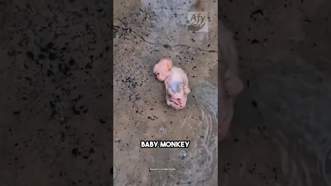 “The Wild Boy: Raised by Monkeys in the Heart of the Jungle”