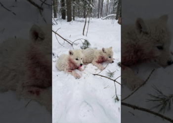 When the cold screams, like the wolf’s cry for help.