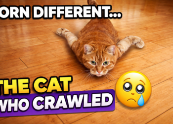 The Little Cat Who Crawled Instead of Walked