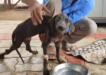 He Couldn’t Stand Like Other Dogs… But He Never Stopped Trying