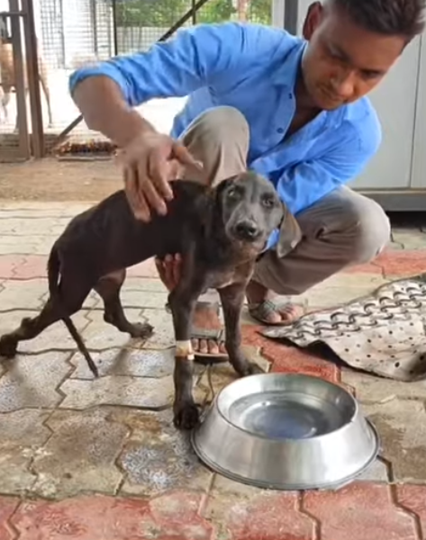 He Couldn’t Stand Like Other Dogs… But He Never Stopped Trying