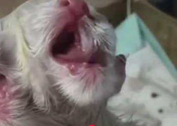🐾 Born Different: The Two-Headed Kitten That Shocked Everyone