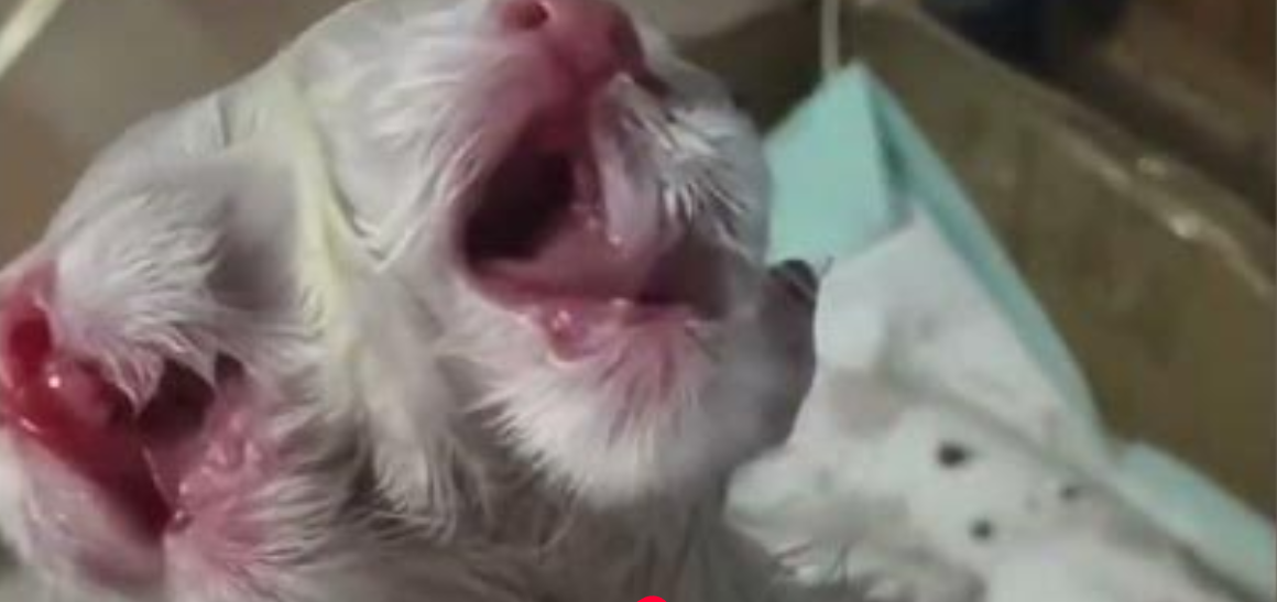🐾 Born Different: The Two-Headed Kitten That Shocked Everyone
