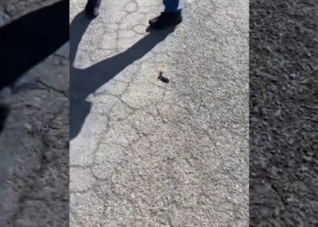 This couple rescued a baby stoat lying helpless on the road and adopted it