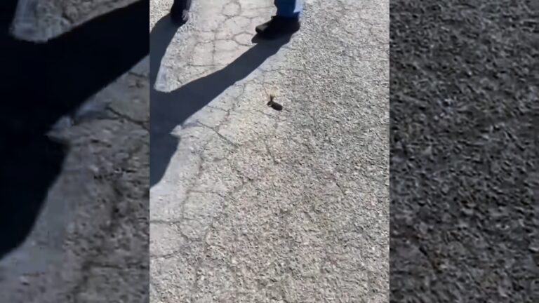 This couple rescued a baby stoat lying helpless on the road and adopted it