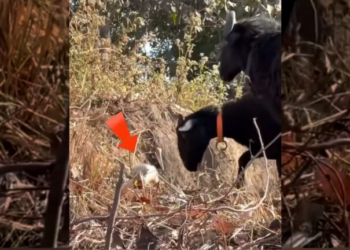 A poor little fox was lucky to be rescued and adopted by a girl