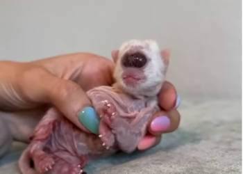 The cat was unlucky to be born.