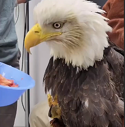This family found an eagle in distress lying motionless on the road, and then…