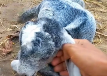 DISABLED LEGS AND THE DESIRE TO RUN TOWARDS THE SUN