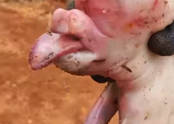 The Little Pig and a Journey Back to Hope