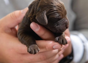 The Weakest Puppy Who Refused to Give Up: A Rottweiler’s Journey Back to Life