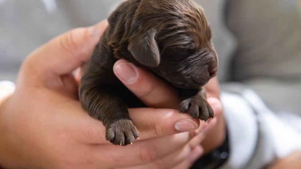 The Weakest Puppy Who Refused to Give Up: A Rottweiler’s Journey Back to Life