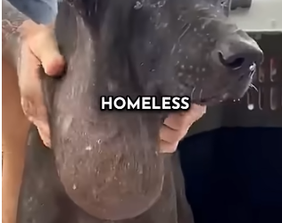 Miraculous Recovery: The Abandoned Dog with a Giant Tumor Who Found a Second Chance