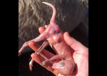 A Roadside Rescue That Changed Two Lives Forever
