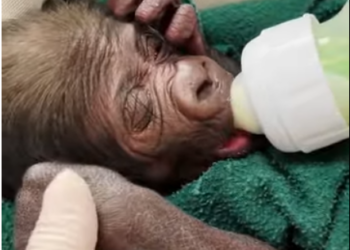 From Fragile Beginnings to Unbreakable Strength: The Extraordinary Journey of a Rescued Baby Monkey