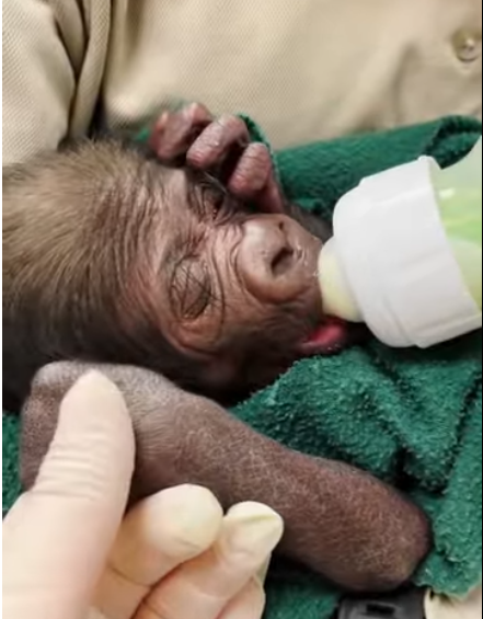 From Fragile Beginnings to Unbreakable Strength: The Extraordinary Journey of a Rescued Baby Monkey