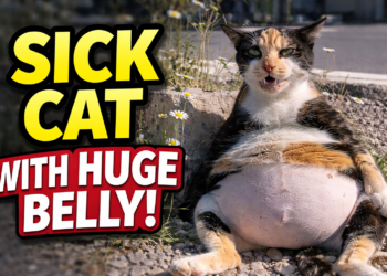 A Mother’s Silent Cry: The Rescue and Recovery of a Stray Pregnant Cat