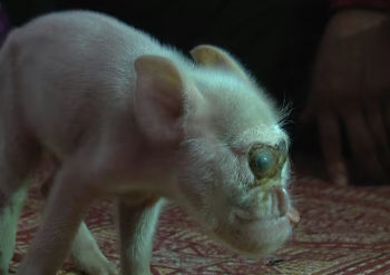 The Miracle Journey of a Little Pig Born Different