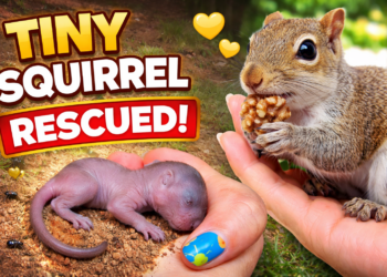 From a Helpless Newborn to a Second Chance at Life: The Rescue of a Tiny Squirrel
