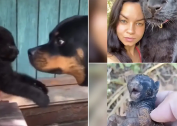 From the Edge of Death to a Powerful Survivor: The Rescue of an Abandoned Black Panther Cub
