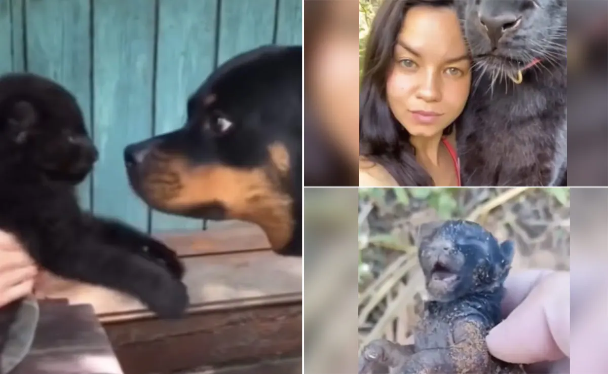 From the Edge of Death to a Powerful Survivor: The Rescue of an Abandoned Black Panther Cub