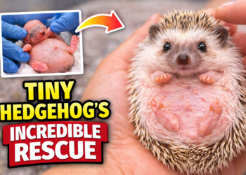 The Miraculous Rescue Journey of a Tiny Baby Hedgehog